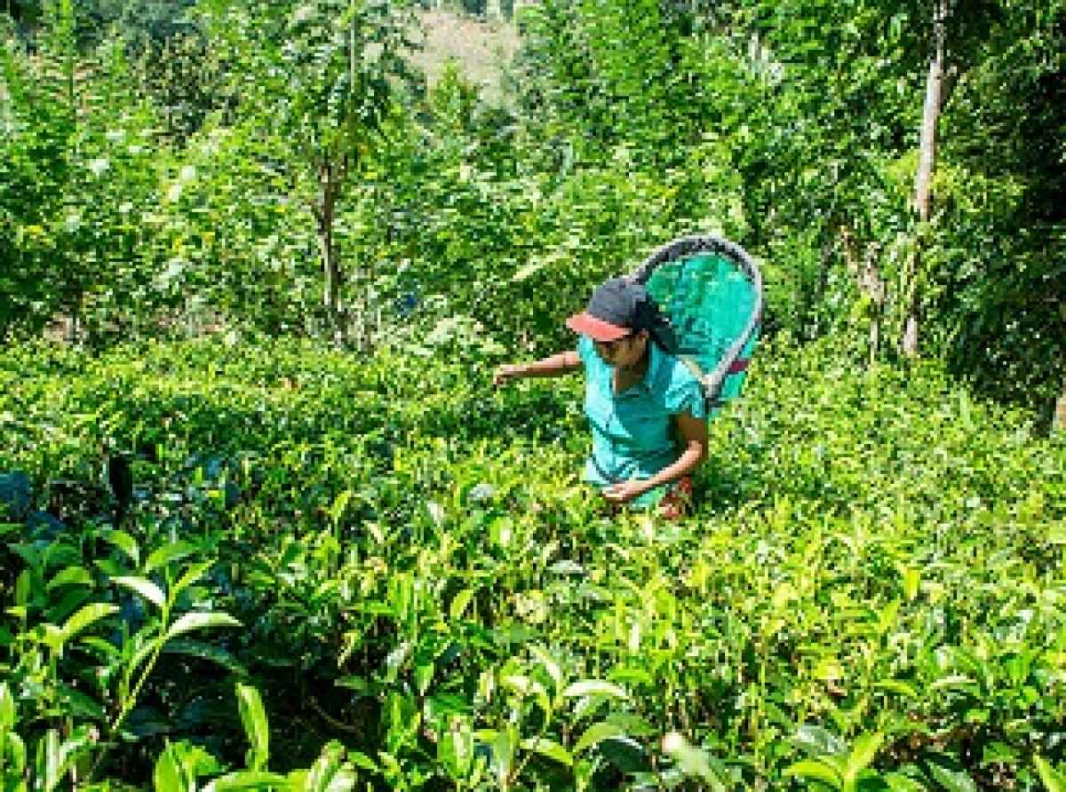 ​மாத்தளை மாவட்ட சிறுதேயிலைத் தோட்ட உரிமையாளர்களுக்கு பாதிப்பு